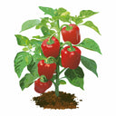 Detailed botanical illustration of a Mini Red Bell Sweet Pepper plant growing in soil, featuring lush green leaves and bright red mini bell peppers, isolated on a plain white background.