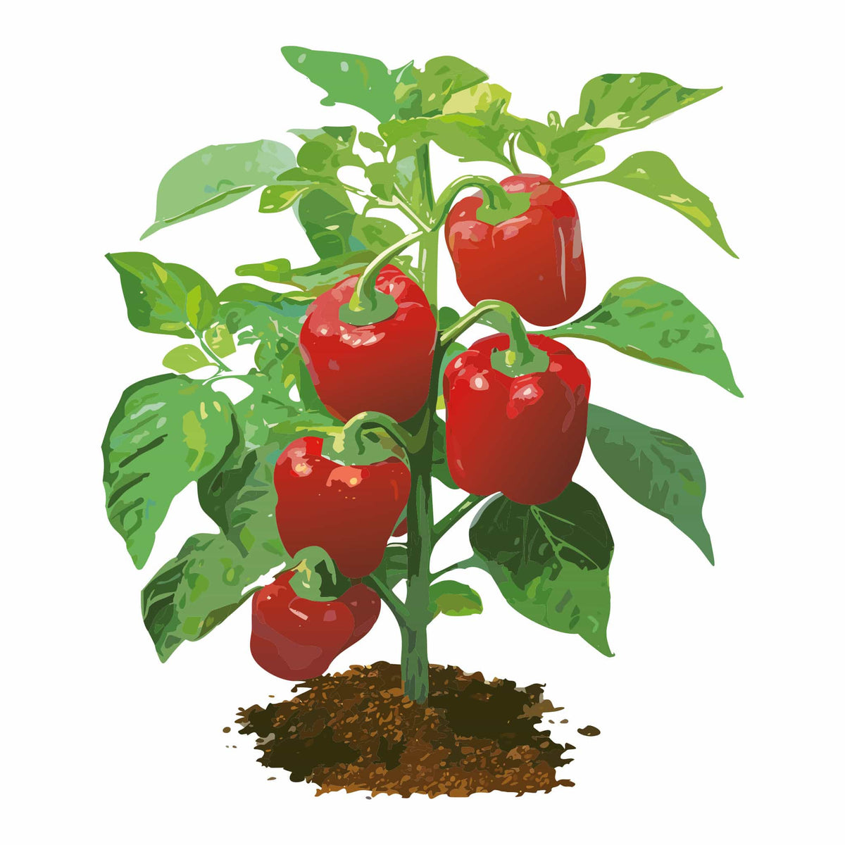 Detailed botanical illustration of a Mini Red Bell Sweet Pepper plant growing in soil, featuring lush green leaves and bright red mini bell peppers, isolated on a plain white background.