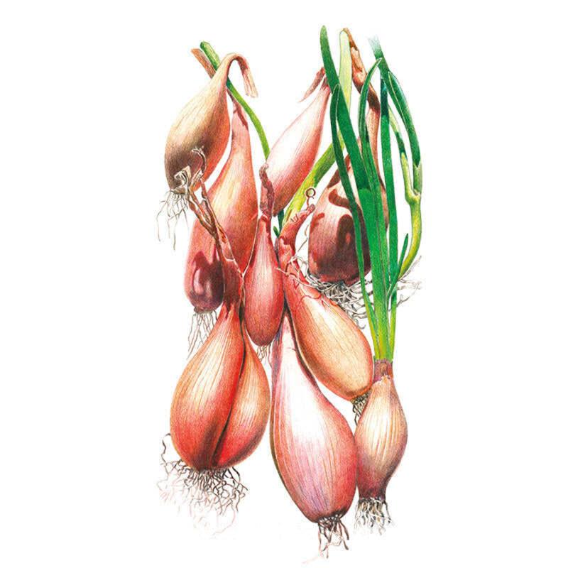 Botanical illustration of Zebrune shallot bulbs in a cluster, showing elongated coppery-pink skins, thin root hairs, and one bulb still topped with green shoots.