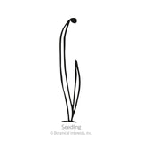 Line drawing of a young onion seedling with a curved, grass-like blade and a second shorter leaf emerging from the base, labeled 