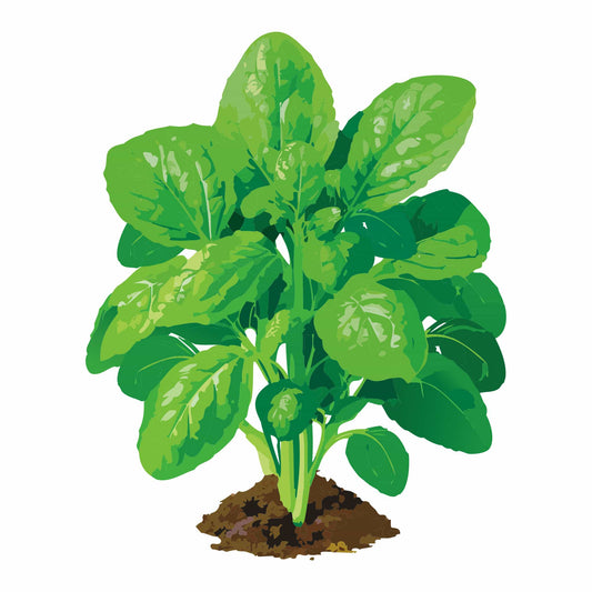 Detailed botanical illustration of an America Spinach plant growing in soil, featuring crinkled green leaves, isolated on a plain white background.