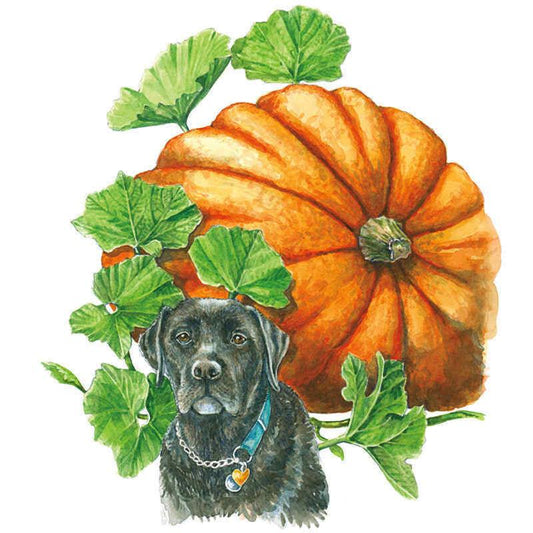 Watercolour illustration of a large ribbed orange Atlantic Giant pumpkin surrounded by broad green leaves, with a black Labrador wearing a blue collar and heart tag sitting in front for scale.
