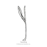 Line drawing of a corn seedling with a curved stem and single narrow, pointed leaf unfurling upward, labeled 