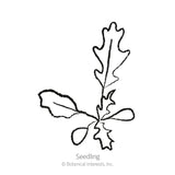 Line drawing of an arugula seedling, showing a cluster of smooth rounded cotyledon leaves alongside a jagged, deeply lobed true leaf, labeled 