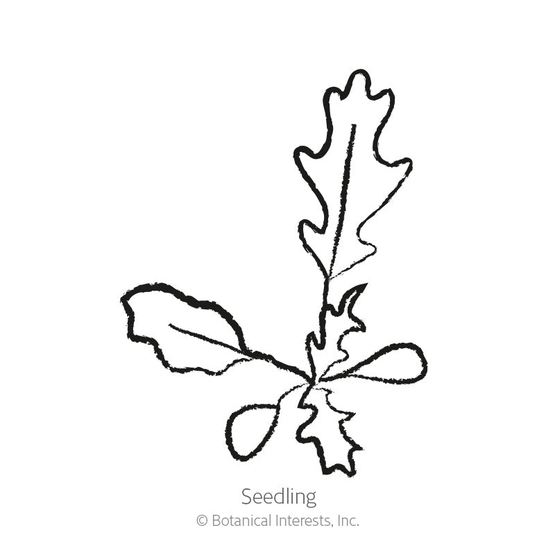 Line drawing of an arugula seedling, showing a cluster of smooth rounded cotyledon leaves alongside a jagged, deeply lobed true leaf, labeled 