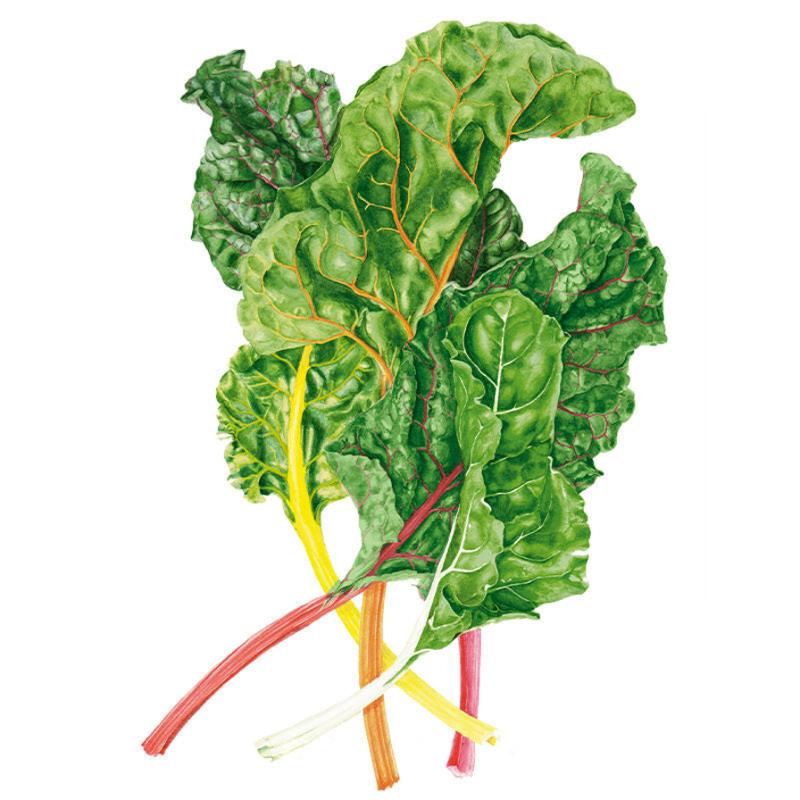 Illustrated bunch of Swiss chard showing crinkled dark green leaves with prominent veining, attached to a fan of stalks in red, yellow, orange, pink and white.