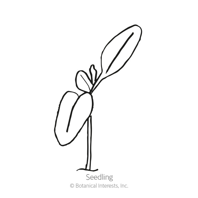 Simple black-and-white line drawing of a young seedling with a pair of rounded lower leaves and a slender upper leaf, labeled 