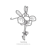 Line drawing of a pea seedling labelled 