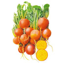 Botanical illustration of a bunch of round golden beets with orange-red skin and leafy green tops, including two halved roots showing bright yellow flesh with concentric rings.