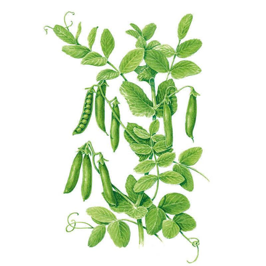 Botanical illustration of a pea plant with curling tendrils and rounded leaflets, showing several plump green pods, one split open to reveal round peas inside, on a white background.
