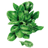 Detailed illustration of Matador spinach showing a compact rosette of glossy, dark green, oval leaves with visible veining, plus a single detached leaf shown separately below.