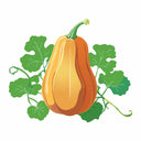 Detailed botanical illustration of a ripe Honeybaby Winter Squash with light orange skin, attached to leafy green vines, isolated on a plain white