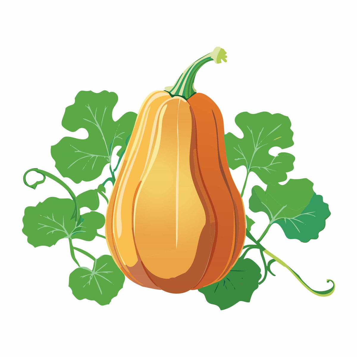 Detailed botanical illustration of a ripe Honeybaby Winter Squash with light orange skin, attached to leafy green vines, isolated on a plain white