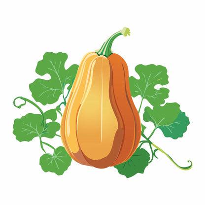 Detailed botanical illustration of a ripe Honeybaby Winter Squash with light orange skin, attached to leafy green vines, isolated on a plain white