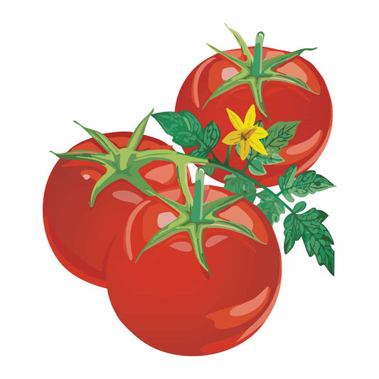 Detailed botanical illustration of three ripe red Containers Choice Red Bush Tomatoes on a leafy green stem with a small yellow flower, isolated on a plain white background.