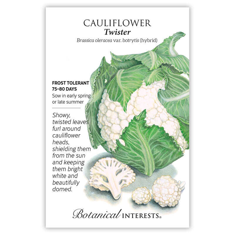 Seed packet for Twister Cauliflower featuring a botanical illustration of a full head with curling green leaves wrapped around a domed white cauliflower, plus a cut cross-section and two small florets below, with text noting frost tolerance and a 75–80 day growing period.