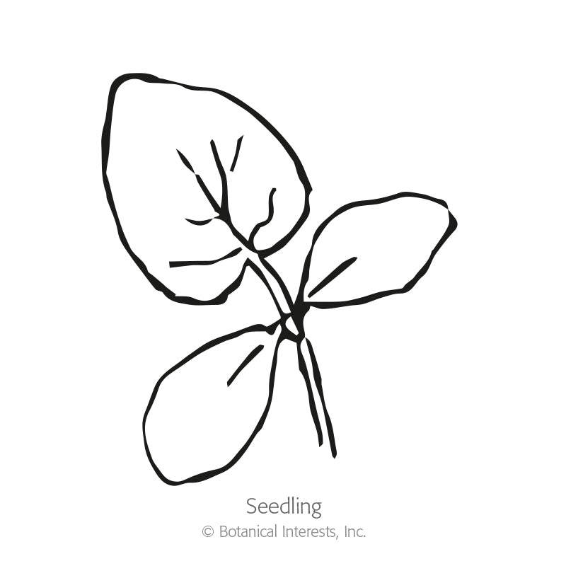 Line drawing of a young cucumber seedling with three broad, veined leaves branching from a single stem, labeled 