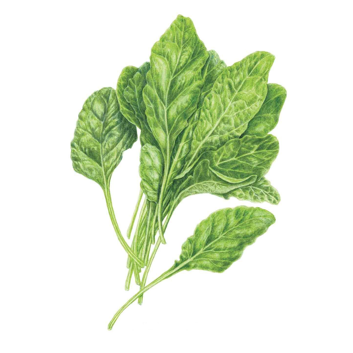 Detailed botanical illustration of a leafy, green bunch of Perpetual Spinach Swiss Chard leaves with slim stems, isolated on a plain white background.