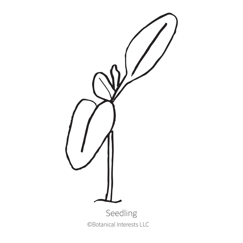 Black and white sketch of a Swiss chard seedling with Botanical Interests branding.