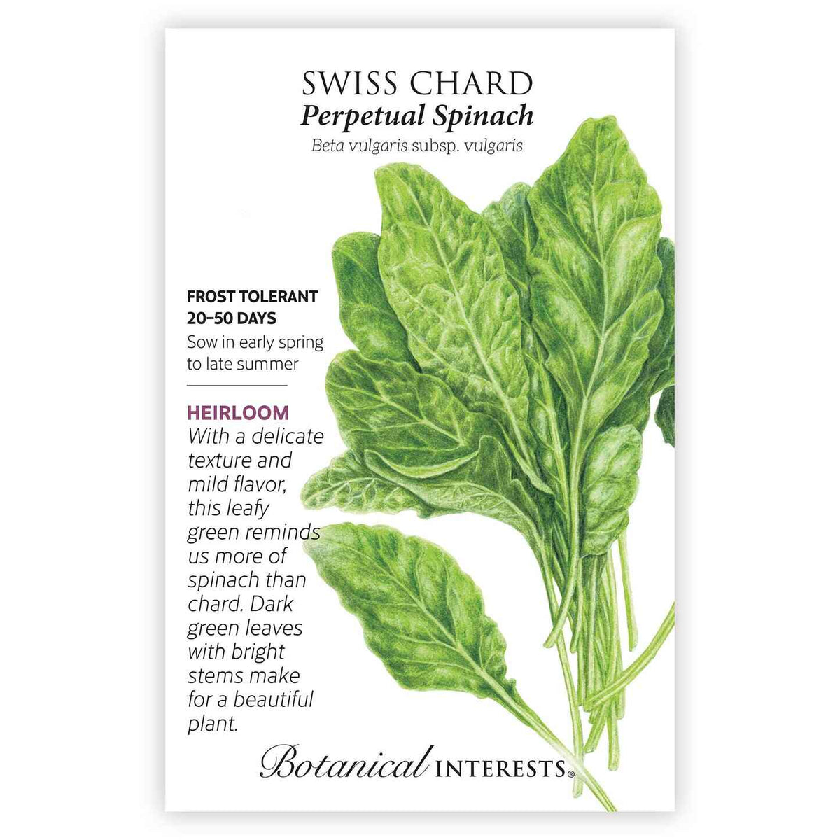 Front of a Botanical Interests "Swiss Chard Perpetual Spinach" seed packet displaying a botanical illustration of a leafy green bunch of Swiss chard with slim stems on a white background.