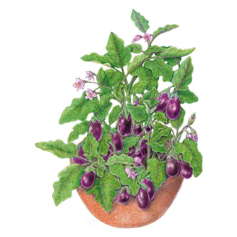 Illustration of an eggplant plant in a terracotta pot, laden with glossy deep-purple oval fruits amid lobed green leaves and small pale purple star-shaped flowers.