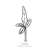 Line drawing of an eggplant seedling with a long central leaf and three smaller elongated leaves branching from a thin stem, labeled 