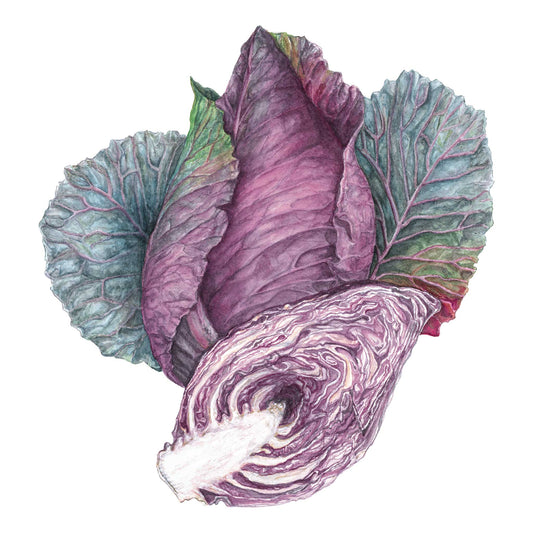 Illustration of a purple Red Power Cabbage on a white background