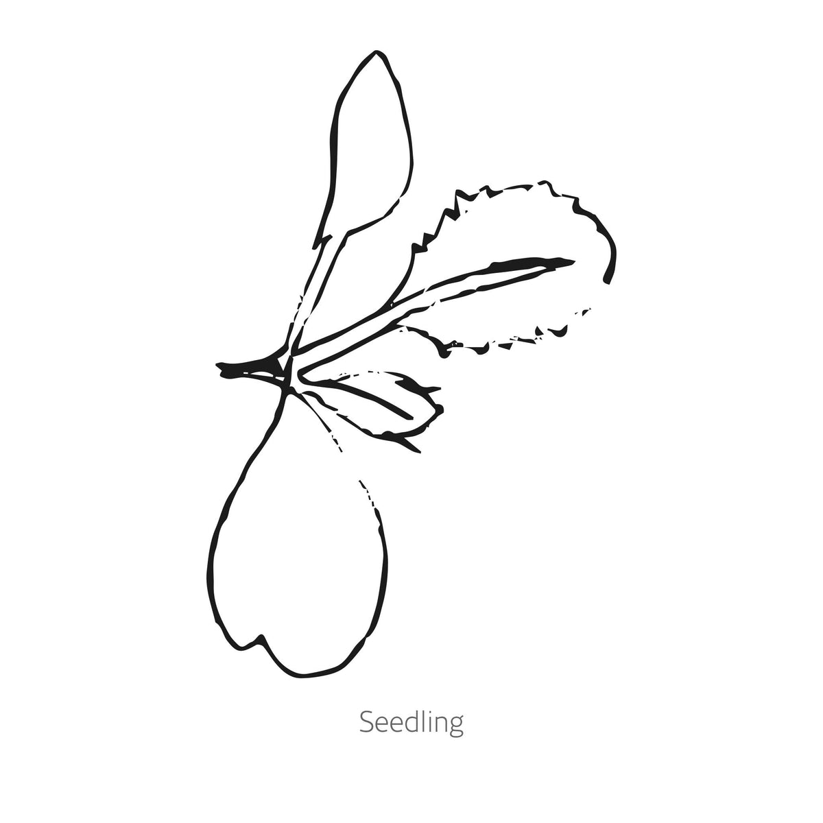 Black line drawing of Red Power Cabbage seedling on a white background