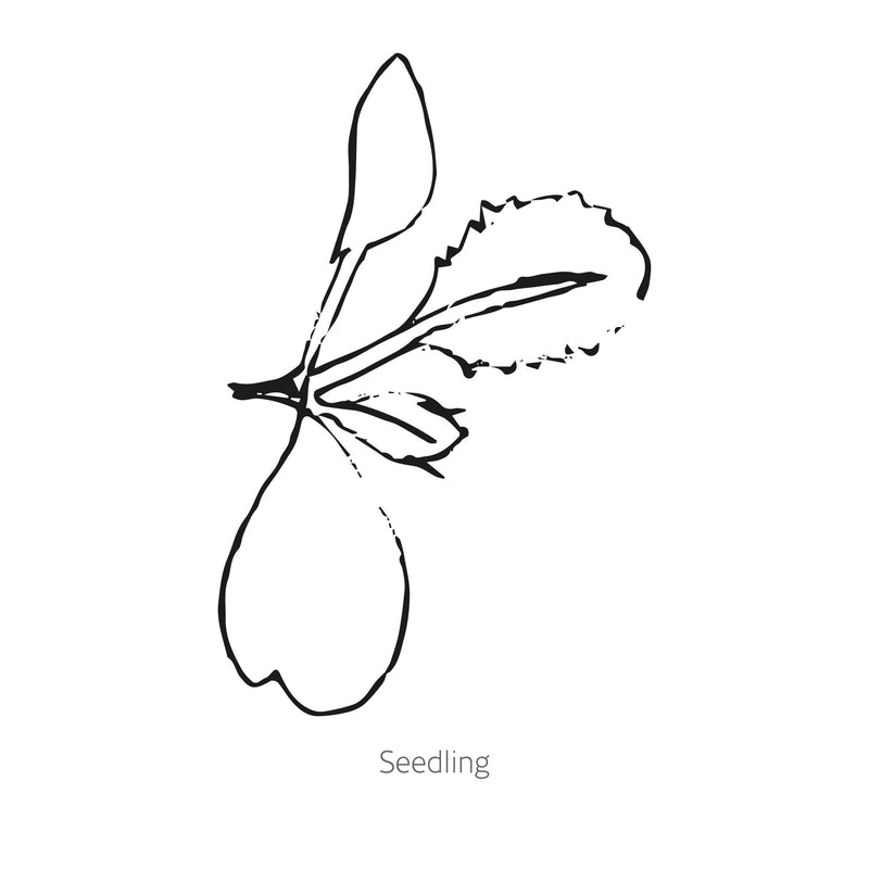 Black line drawing of Red Power Cabbage seedling on a white background