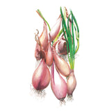 Illustration of Crème Brulee Shallot Onion with green tops on a white background