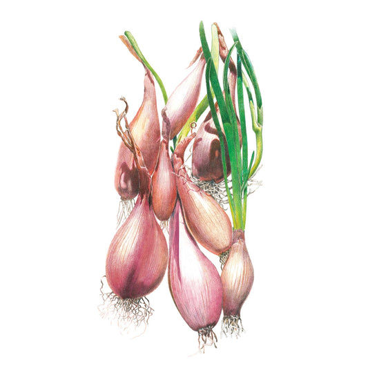 Illustration of Crème Brulee Shallot Onion with green tops on a white background