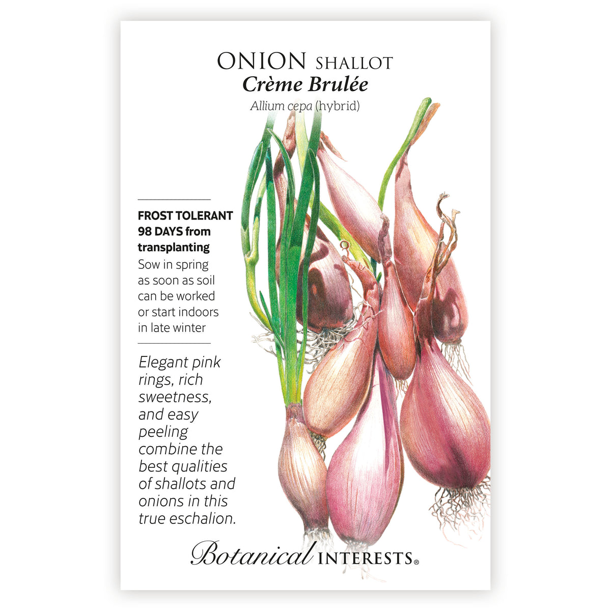 Seed packet for Onion Shallot Crème Brèlé with botanical illustration and botanical information.
