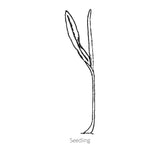 Line drawing of Bodacious Sweet Corn seedling on a white background