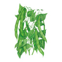 Illustration of Roma II Bush Bean plants with leaves and pods on a white background