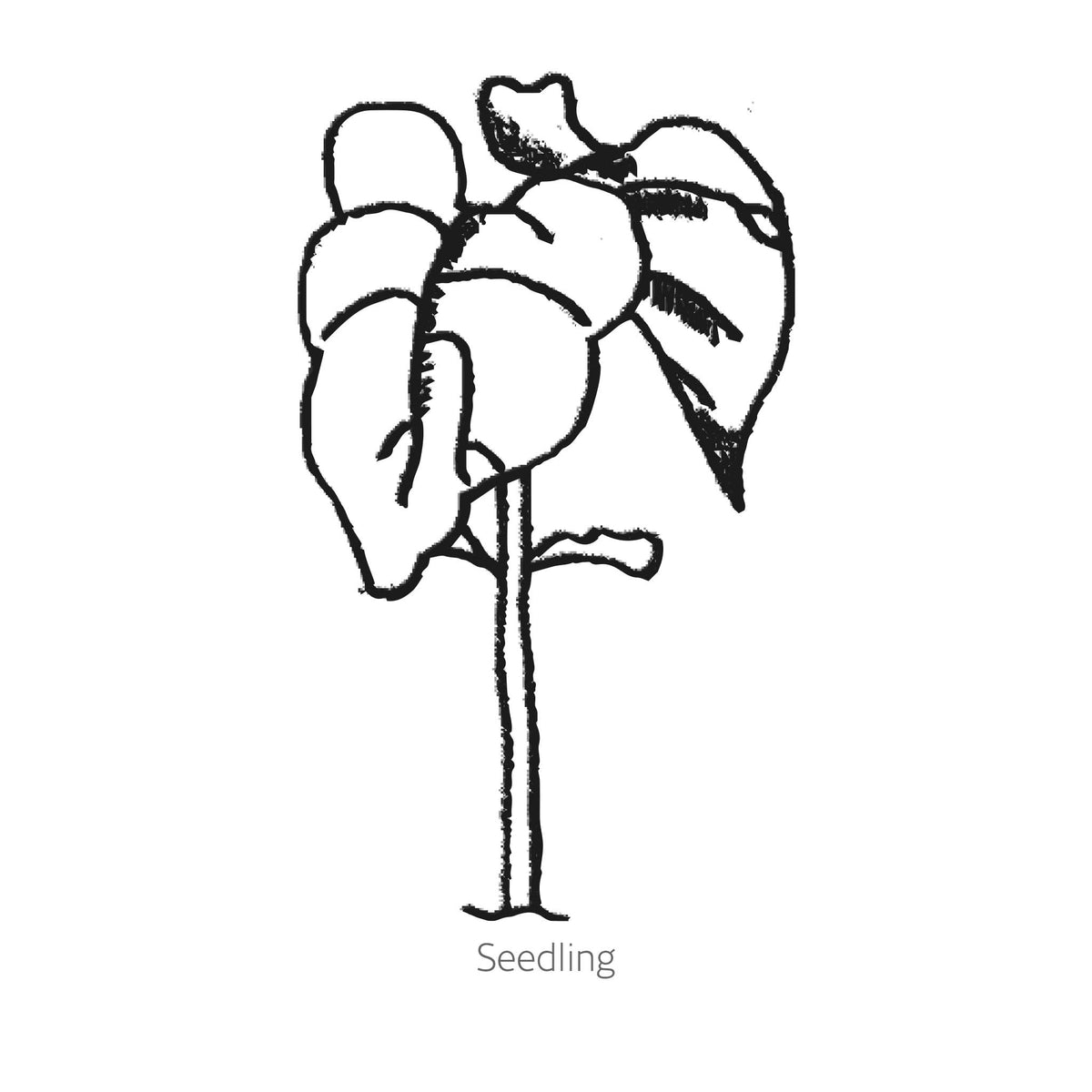 Simple black line drawing of Roma II Bush Bean seedling on a white background