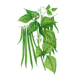 Illustration of Antigua Bush Beans and leaves on a white background