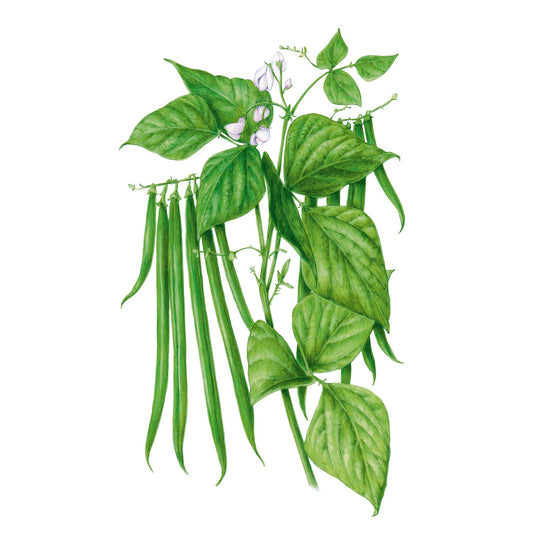 Illustration of Antigua Bush Beans and leaves on a white background