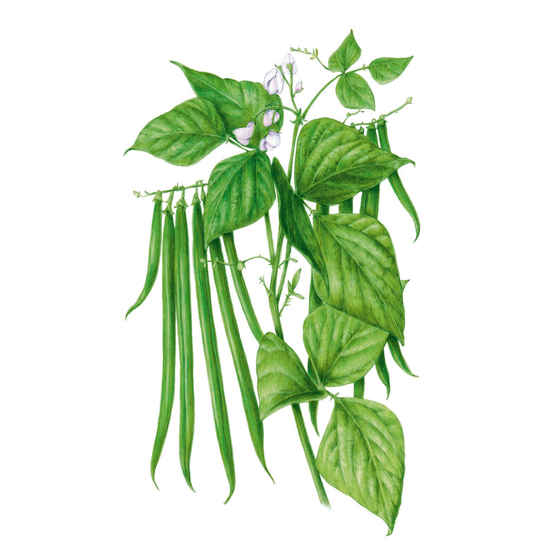 Illustration of Antigua Bush Beans and leaves on a white background