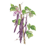 Illustration of purple Majesty Pole Beans and green leaves on a white background