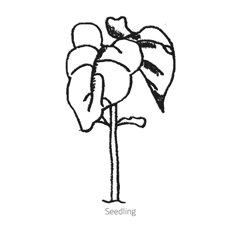 Simple black line drawing of Majesty Pole Bean seedling on a white background