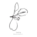 Black and white sketch of a Brussels sprouts seedling with Botanical Interests branding.
