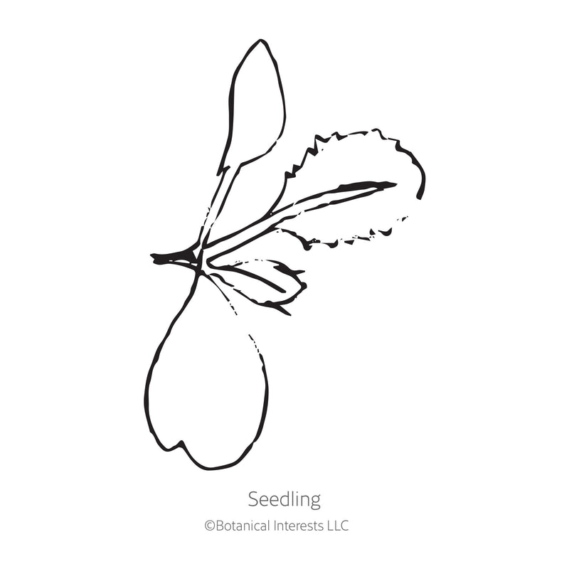 Black and white sketch of a Brussels sprouts seedling with Botanical Interests branding.