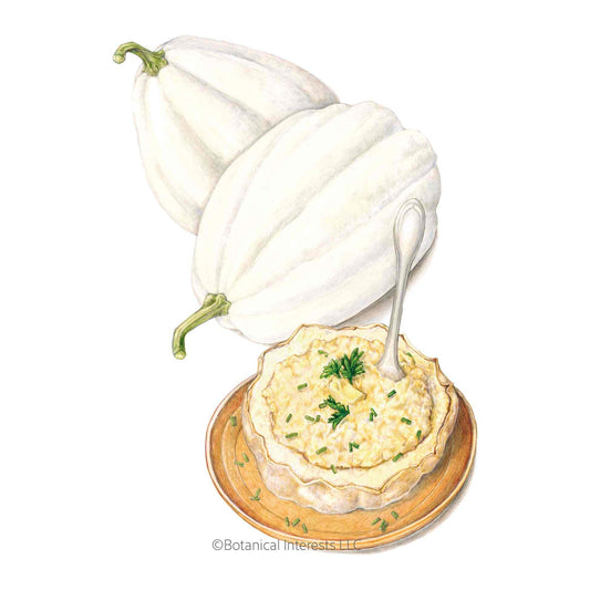 Illustration of two white Mashed Potatoes acorn winter squashes with green stems next to a baked, fluffed squash half served in a wooden bowl with herb garnish, isolated on a white background with the Botanical Interests LLC copyright logo below.