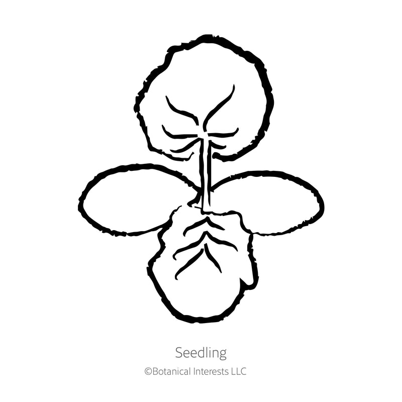 Black and white sketch of a squash seedling with Botanical Interests branding.