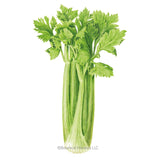 Illustration of a leafy, green bunch of Merengo celery stalks with leafy tops, isolated on a plain white background with the Botanical Interests LLC copyright logo below.