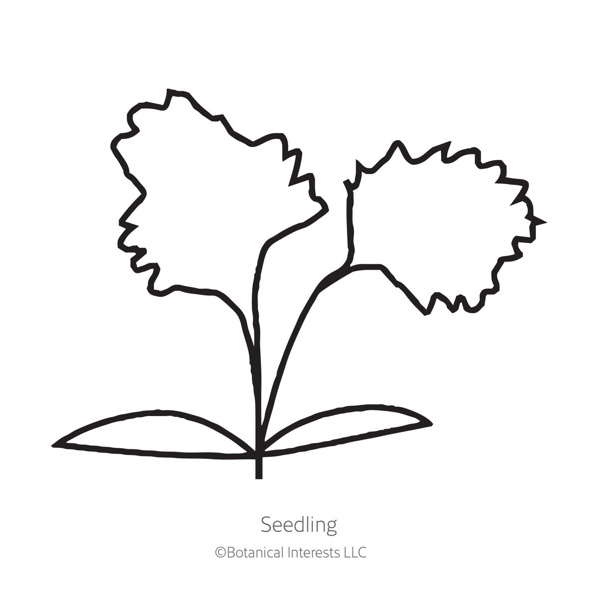 Black and white sketch of a celery seedling plant with Botanical Interests branding.