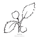 Black line drawing of Aspabroc Broccolini seedling in a white background. 