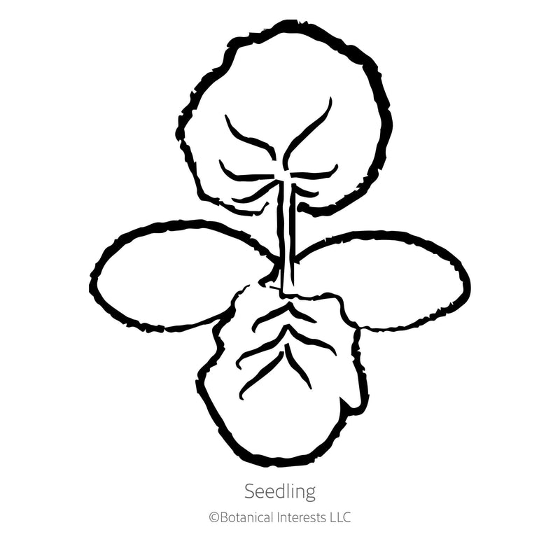 Black line drawing of Triumph Summer Squash seedling on a white background