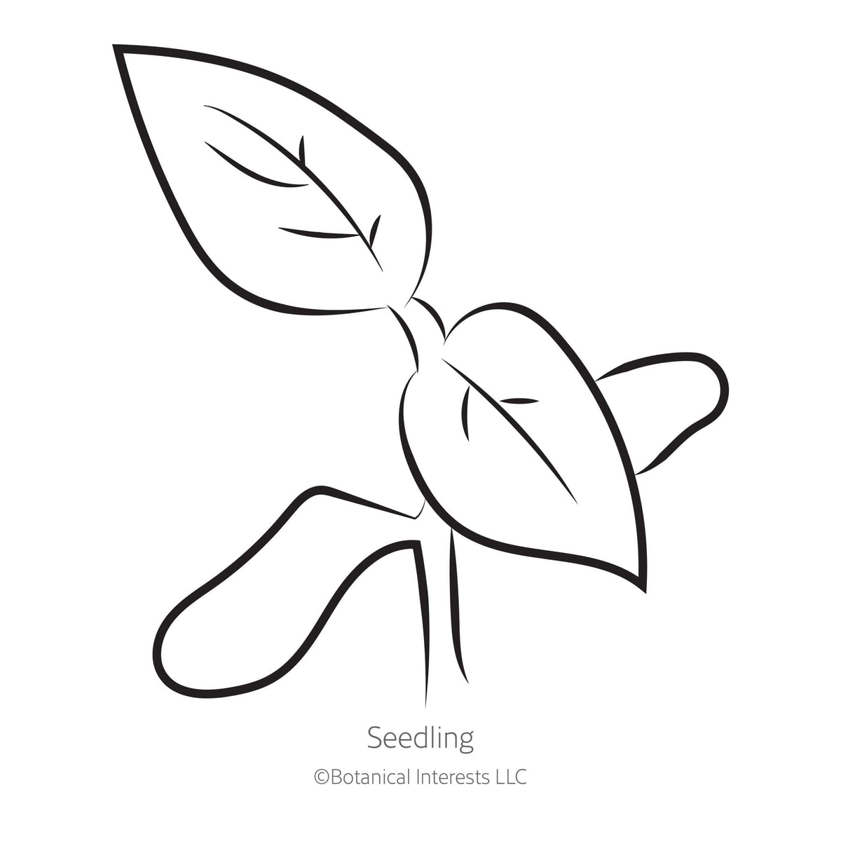 Black line drawing of Costoluto Genovese Pole Tomato seedling on a white background
