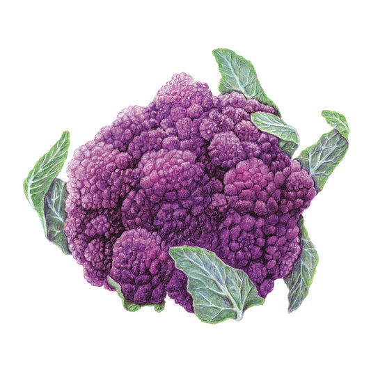Amethyst Cauliflower with green leaves on a white background